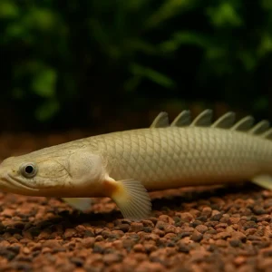 🐊 Senegal Bişiri – Akvaryumun Minik Ejderhası!