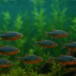 Galaxy Rasbora – Nano Sürü Balığı