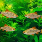 Golden Barb