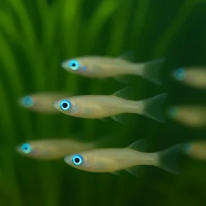 Lamba Gözlü Killifish