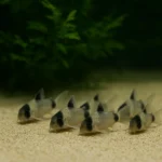 Panda Çöpçü – Dip Temizleyici