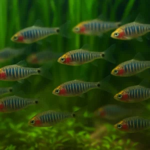 Göz Alıcı Sürü Balığı Zümrüt Cüce Rasbora
