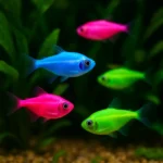 Neon Tetra – Küçük Boy Renkli Balık