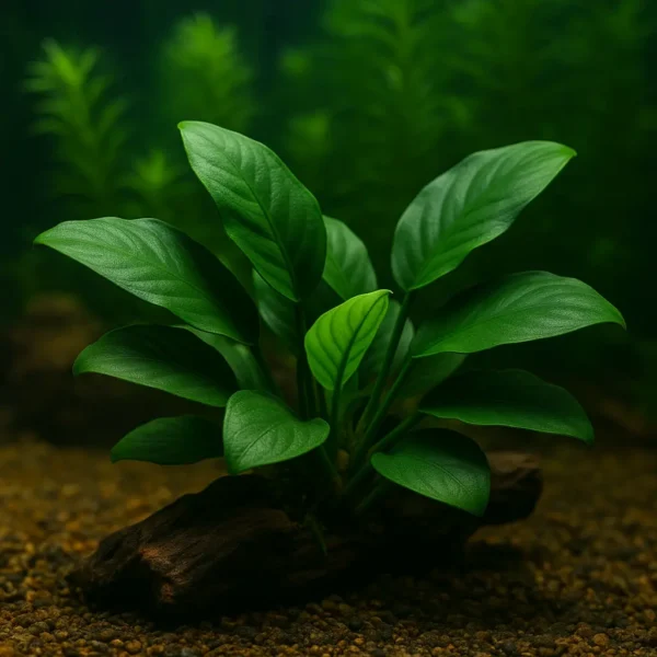 Anubias Barteri var. doğal akvaryum ortamında