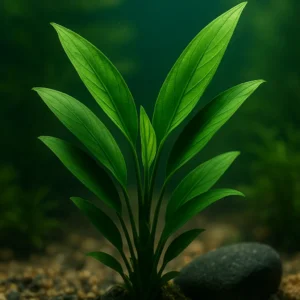 Anubias Congensis – Uzun Yapraklı Akvaryum Bitkisi