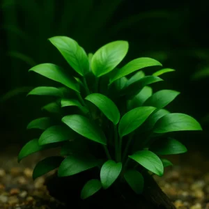 Anubias Nana akvaryum içi görünüm