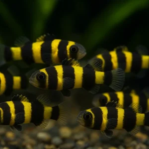 🐝 MİNİK SAVAŞÇI – ARI BALIĞI (BUMBLEBEE GOBY) 🐝