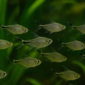 Black Line Tetra – Siyah Çizgisiyle Şıklıkta Sadelik!