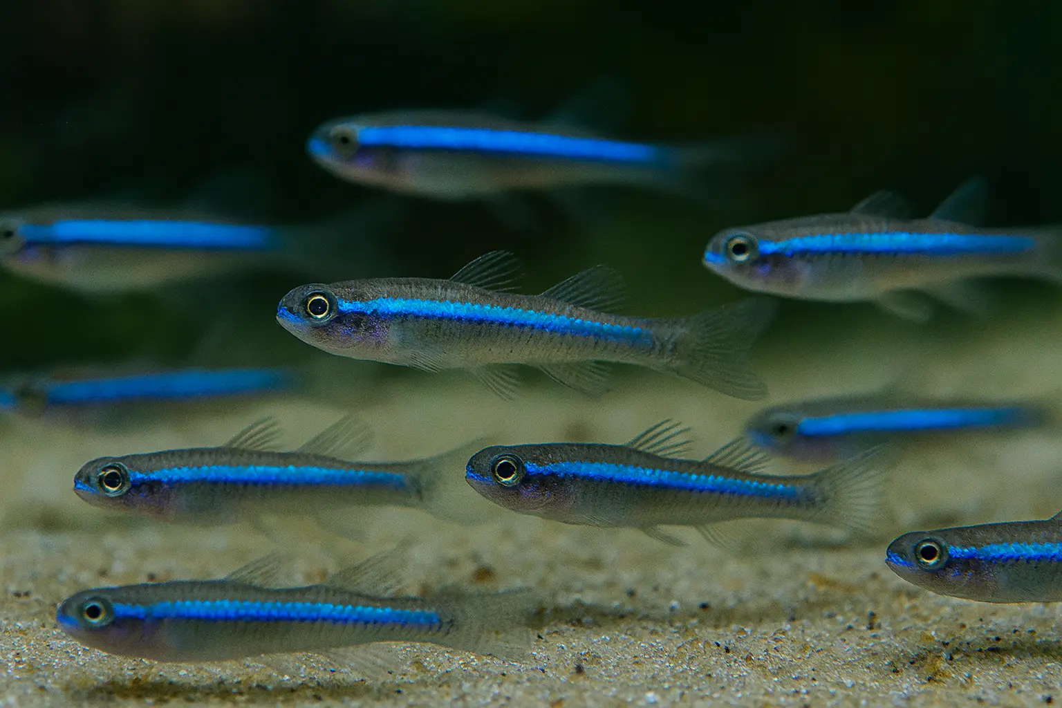 Blue Cobalt Goby – Akvaryumun Elektrik Mavisi Enerjisi!
