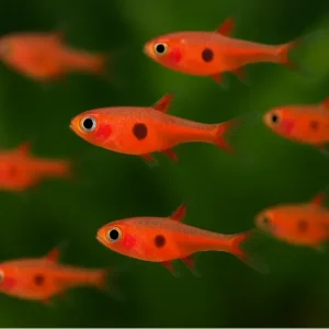 🌶️ SİVRİSİNEK BORARAS  – Nano Tankların Kırmızı Ateşi!