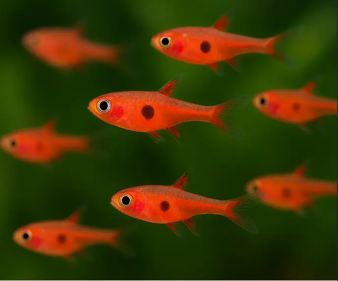🌶️ SİVRİSİNEK BORARAS – Nano Tankların Kırmızı Ateşi!