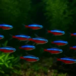 Cardinal Tetra