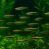 Kalem Tetra