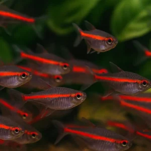 🔥 PARLAYAN GÖVDE – KIRMIZI NEON TETRA 🔥