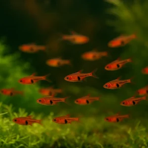 🧡 SİVRİSİNEK RASBORA – Nano Dünyanın En Küçük Sürü Güzelliği!