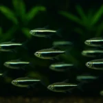 Siyah Neon Tetra