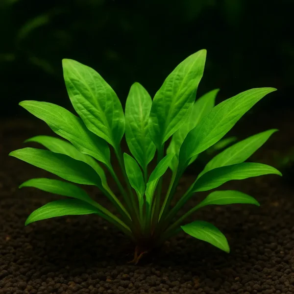 Akvaryum zemininde kökten dikilmiş canlı Cryptocoryne Green bitkisi – geniş yapraklı yeşil tür