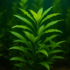 Hygrophila Polysperma yoğun yeşillik sunan akvaryum bitkisi